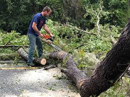 Trusted Chicago, IL Tree Removal Experts